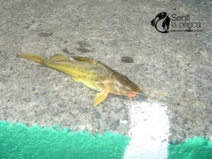 160915 PESCA EN PUNTA LARA (4)