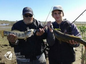 160919 DIENTONAS EN SAN NICOLAS (6)