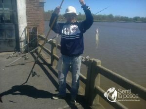 160919 PEJES EN EL CLUB UNIVERSITARIO3