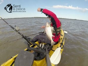 160920 CORVINAS EN KAYAK5