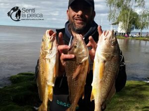 160920 CORVINAS EN KAYAK9