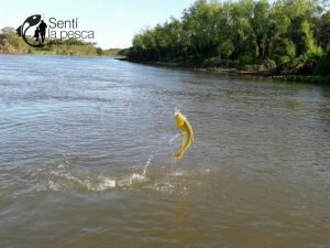 160920 PIQUE EN CORRIENTES (3)