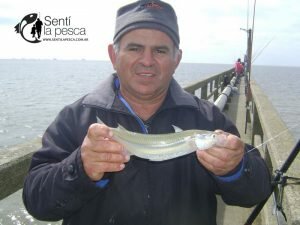160921 PEJES EN EL ESPIGON DE LA TOMA10