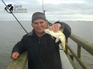 160921 PEJES EN EL ESPIGON DE LA TOMA2