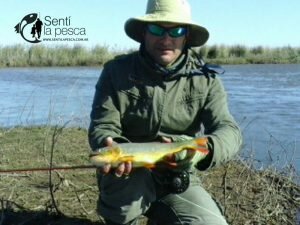 160922 DORADOS Y TARUS EN SAN PEDRO8