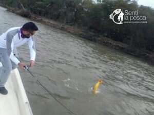 160926 DORADOS DE ESQUINA CTES12
