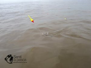 160926 PEJES EN EL RIOPLA NORTE