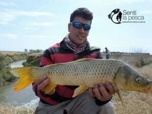 160928 CARPAS CON MOSCA11