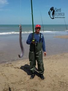 160928 PEZ ELEFANTE EN PLAYAS DEL FARO3