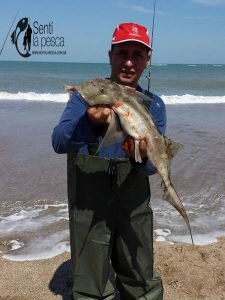 160928 PEZ ELEFANTE EN PLAYAS DEL FARO5