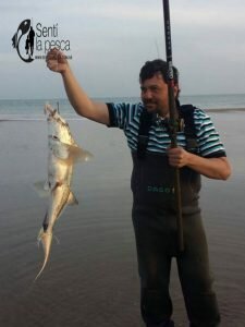 160928 PEZ ELEFANTE EN PLAYAS DEL FARO7