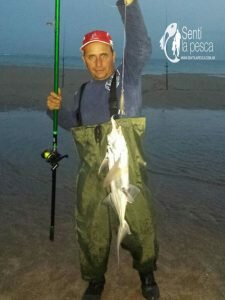 160928 PEZ ELEFANTE EN PLAYAS DEL FARO8