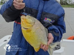 PESCA EN ESQUINA51