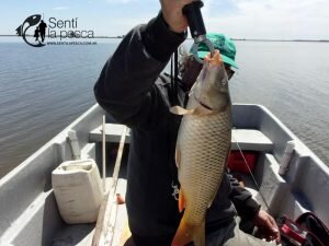 161013 PEJES Y CARPAS EN JUNIN2