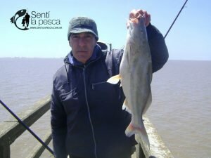 161031 JORNADA EN EL ESPIGON DE LA TOMA3