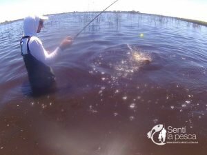 161031 PESCA EN ELOTORNO7
