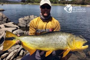DORADO EN CRUZ DEL EJE1