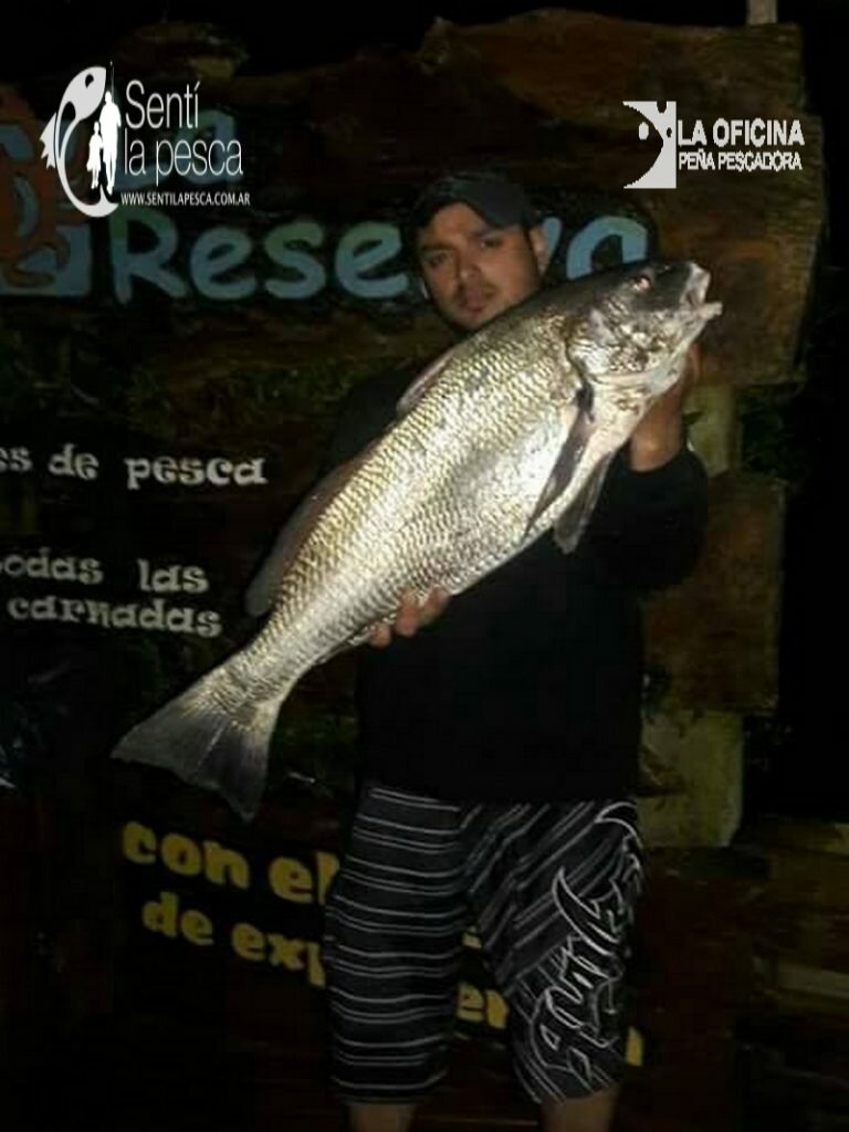 161101 CORVINAS NEGRAS EN MARCHI (3) - copia