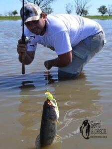 161101 DORADOS Y TARUS EN GUALEGUAY9
