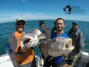 161101 EMBARCADOS EN MDQ4