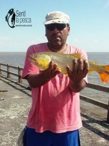 161116 BUSCANDO LA LISA1