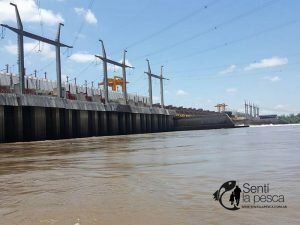 161121 DORADOS EN LA ZONA2