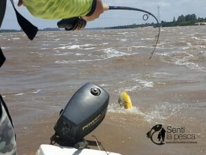 161121 DORADOS EN LA ZONA3