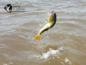 161121 DORADOS EN LA ZONA5