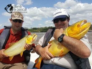 161121 DORADOS EN LA ZONA6
