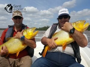 161121 DORADOS EN LA ZONA8