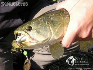 EVITANDO ENGANCHES II CIRUGIA DE SEÑUELOS1