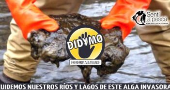Didymosphenia geminata (moco de roca) didymo dest