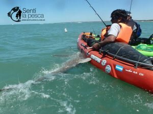 161222 ABRIMOS TEMPORADA TIBURONES10