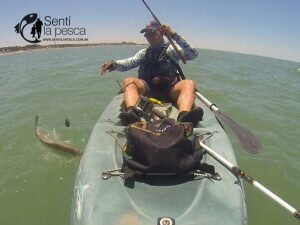 161222 ABRIMOS TEMPORADA TIBURONES12