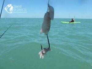161222 ABRIMOS TEMPORADA TIBURONES16