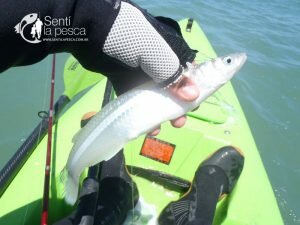 161222 ABRIMOS TEMPORADA TIBURONES18