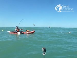 161222 ABRIMOS TEMPORADA TIBURONES19