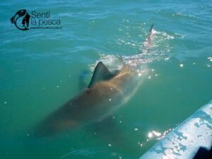 161222 ABRIMOS TEMPORADA TIBURONES8