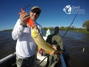 170201 DORADOS EN VILLA PARANACITO