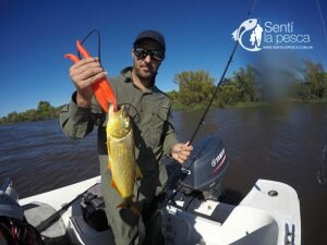 170201 DORADOS EN VILLA PARANACITO1