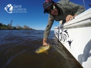 170201 DORADOS EN VILLA PARANACITO11