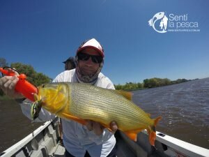 170201 DORADOS EN VILLA PARANACITO14