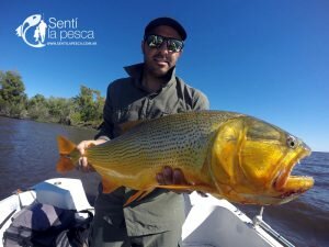 170201 DORADOS EN VILLA PARANACITO4