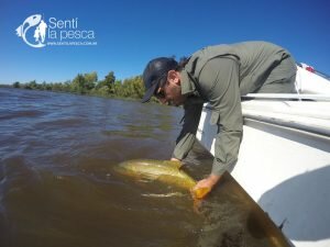 170201 DORADOS EN VILLA PARANACITO6