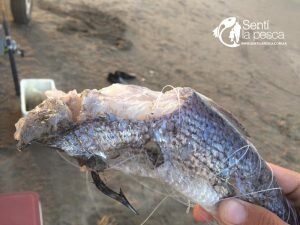 170201 PESCA EN SAN BLAS