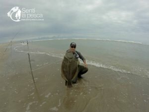 170210 LENGUADOS EN LA BOCA MAR CHIQUITA