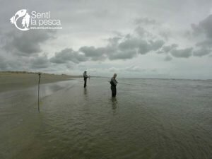 170210 LENGUADOS EN LA BOCA MAR CHIQUITA2