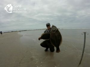 170210 LENGUADOS EN LA BOCA MAR CHIQUITA4