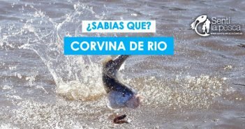 Curiosidades de la corvina de rio dest
