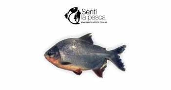 PACU dest
